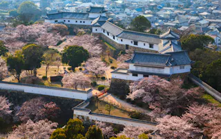 Aerial view of a traditional Japanese castle surrounded by cherry blossom trees in full bloom, with a cityscape in the background.