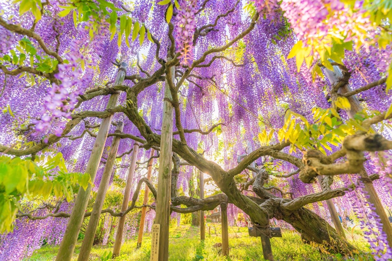 Ashikaga Flower Park