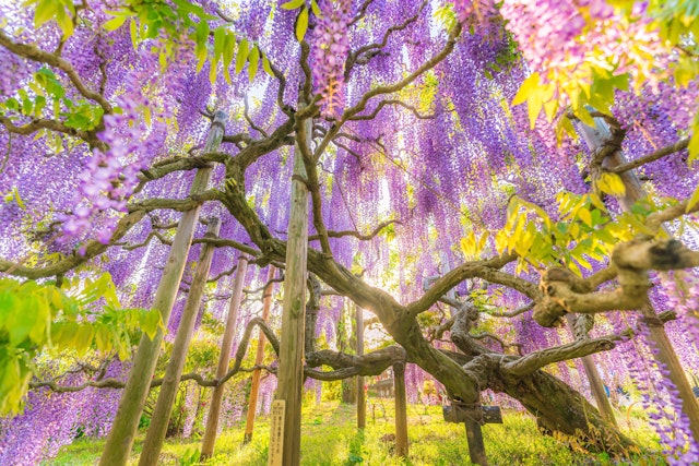 wisteria sinensis white White Wisteria main image 1