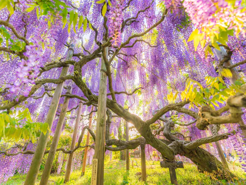 Ashikaga Flower Park A large, old wisteria tree with gnarled branches is covered in cascading clusters of purple flowers, surrounded by green leaves and bathed in warm sunlight. Support poles hold up the branches in a lush, vibrant garden.