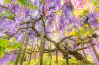 A large, old wisteria tree with gnarled branches is covered in cascading clusters of purple flowers, surrounded by green leaves and bathed in warm sunlight. Support poles hold up the branches in a lush, vibrant garden.