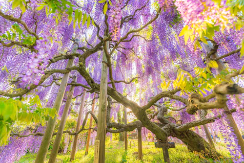 A large, old wisteria tree with gnarled branches is covered in cascading clusters of purple flowers, surrounded by green leaves and bathed in warm sunlight. Support poles hold up the branches in a lush, vibrant garden.