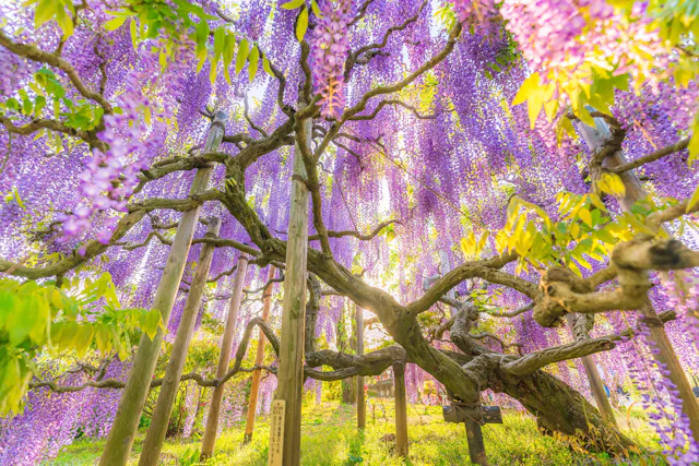 A large, old wisteria tree with gnarled branches is covered in cascading clusters of purple flowers, surrounded by green leaves and bathed in warm sunlight. Support poles hold up the branches in a lush, vibrant garden.