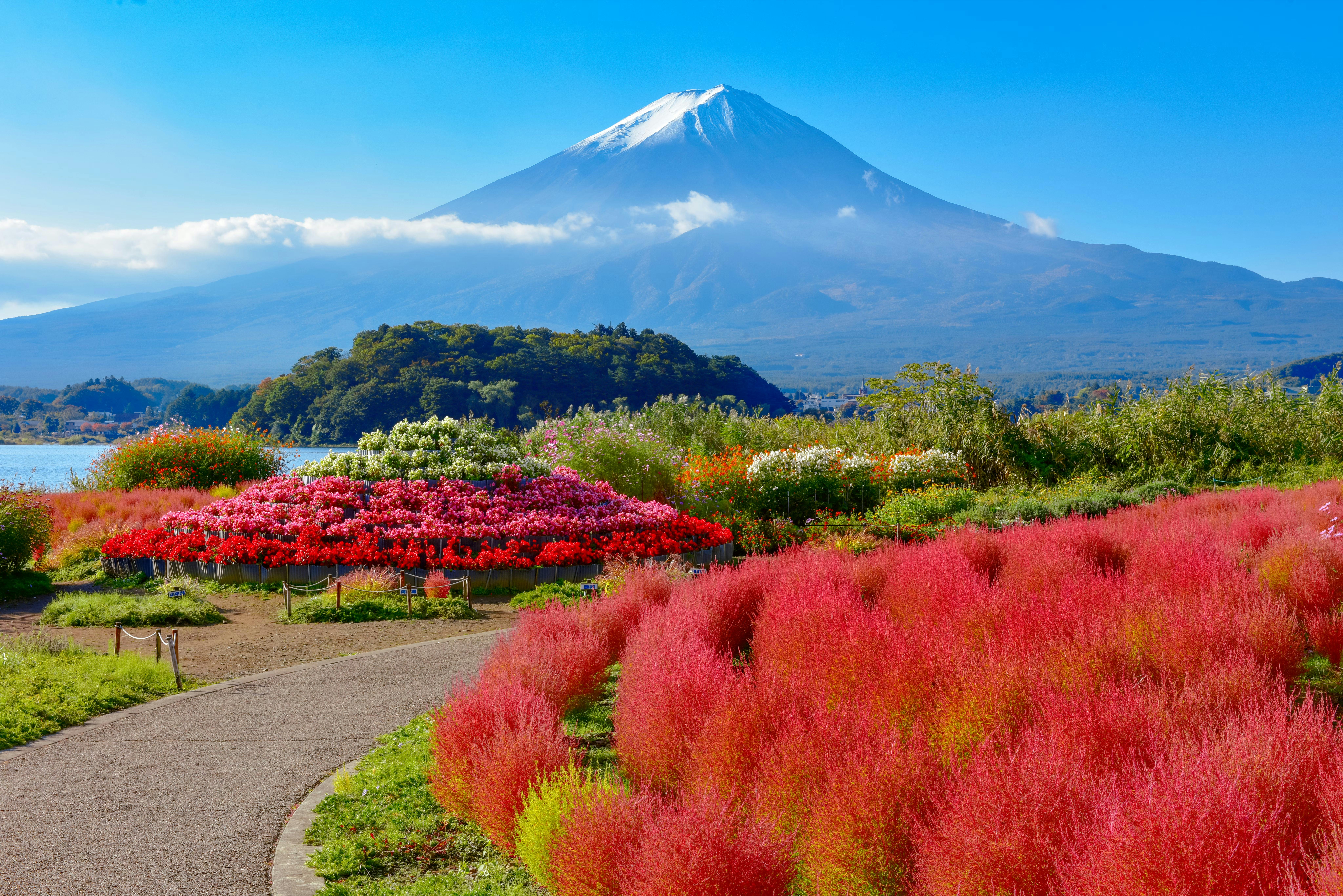 A winding path leads through colorful red and pink flowering bushes with a scenic view of Mount Fuji in the background, under a clear blue sky.