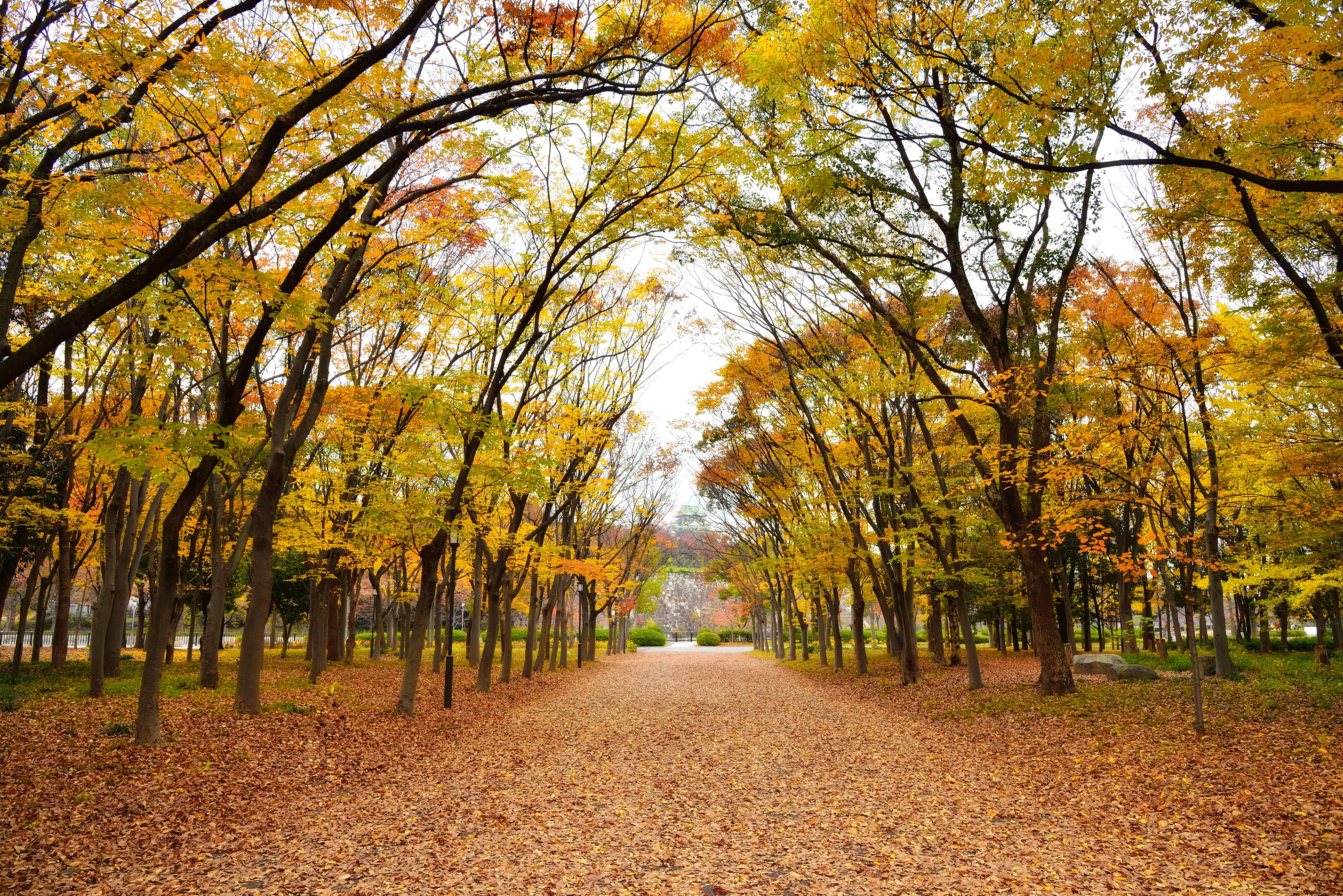 A tree-lined path in a park during autumn, with yellow and orange leaves on the branches and a thick layer of fallen leaves covering the ground.