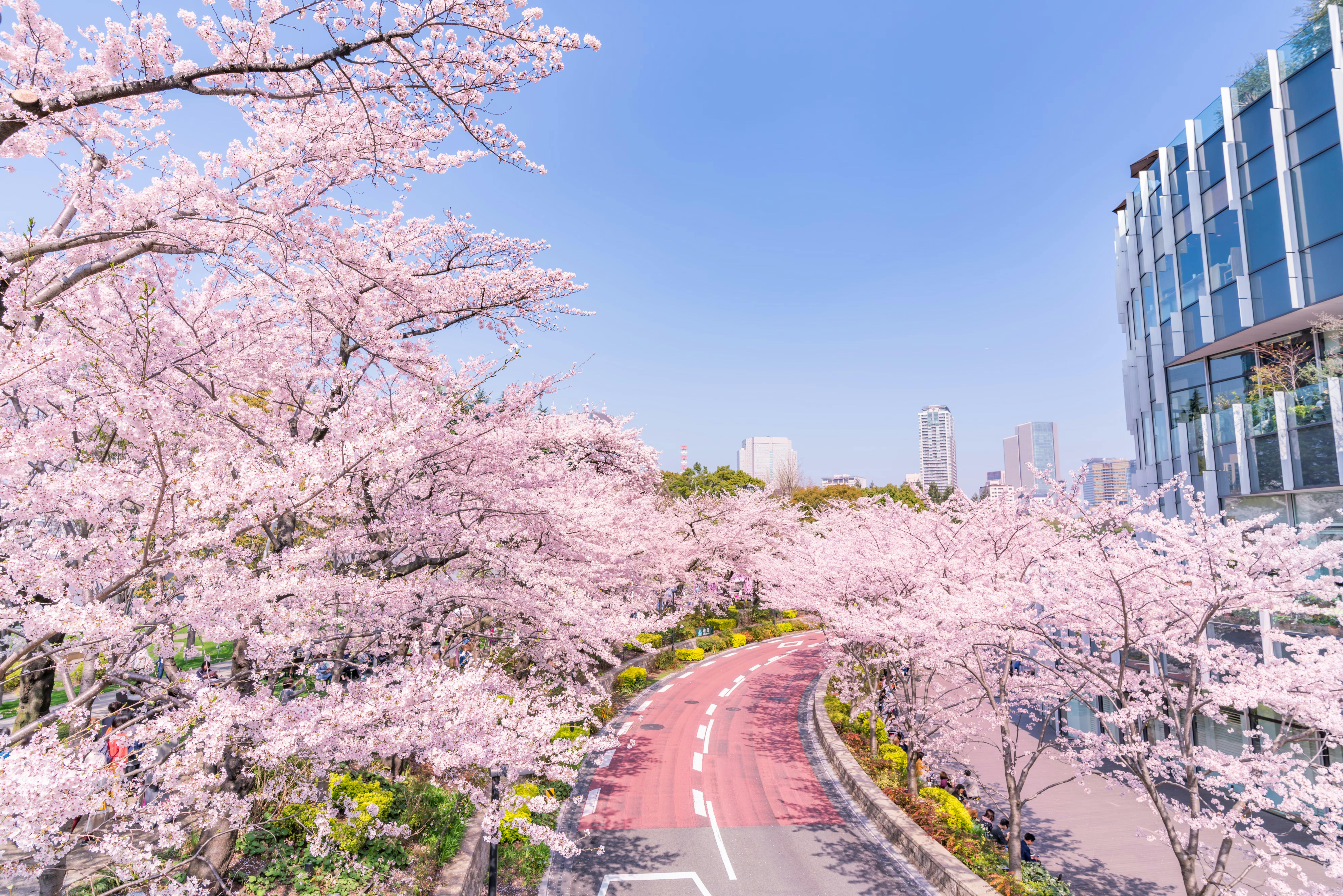 A curved road lined with blooming cherry blossom trees under a clear blue sky, with modern glass buildings and city skyscrapers visible in the background.