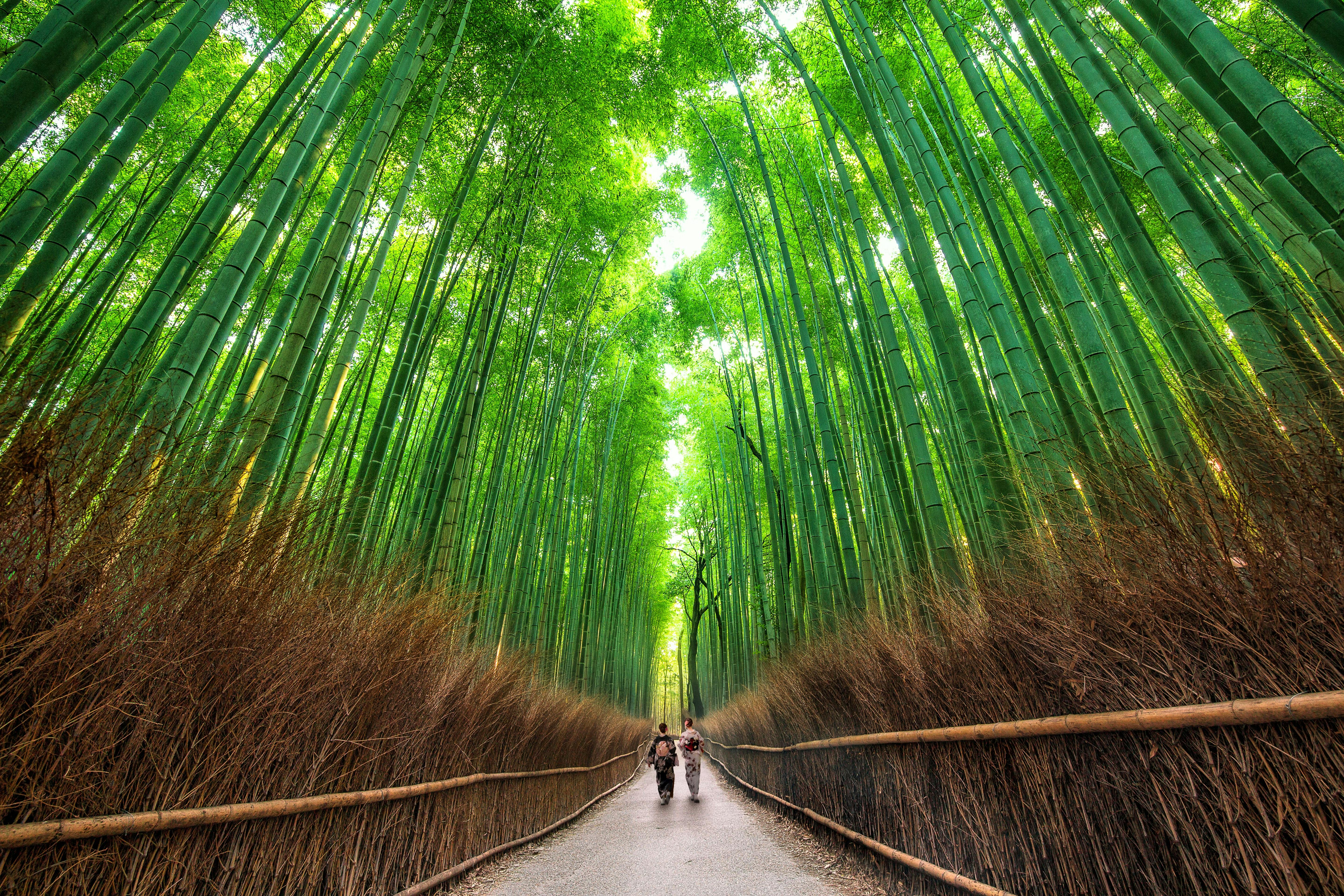 Arashiyama Bamboo Grove