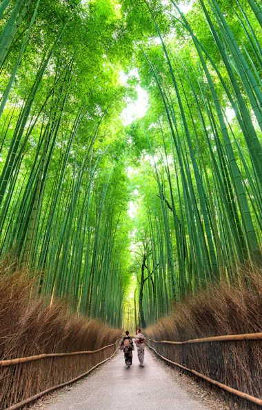 Arashiyama Bamboo Grove People walk along a path surrounded by towering green bamboo stalks, with sunlight filtering through the dense canopy above, creating a serene and lush atmosphere.