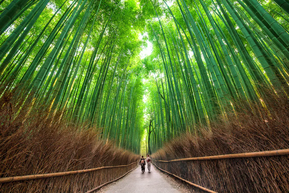 Arashiyama Bamboo Grove