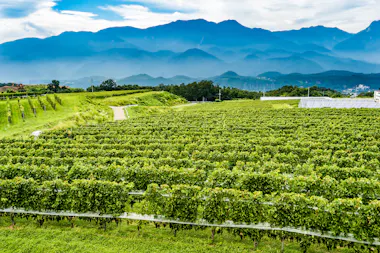 Vineyard