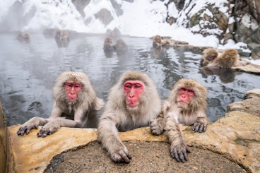 Nagano Snow Monkeys
