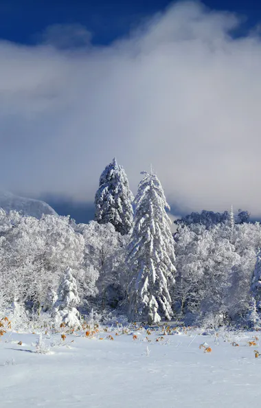 Orofure Pass Orofure Pass