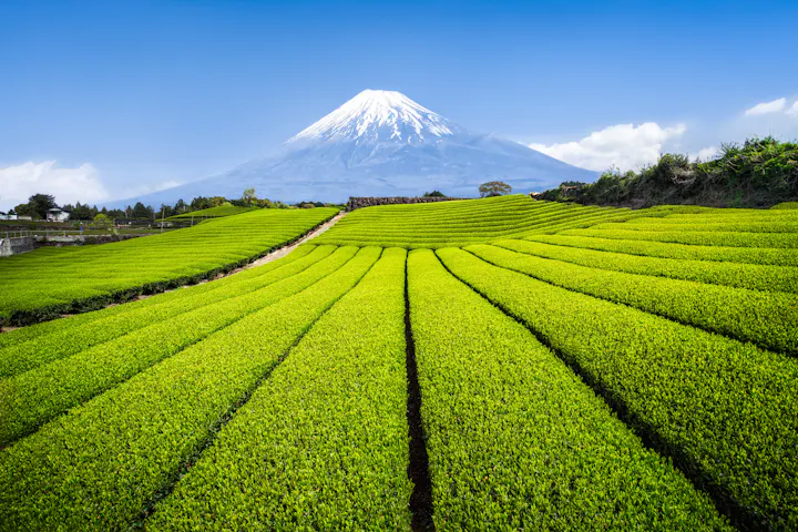 Shizuoka overview