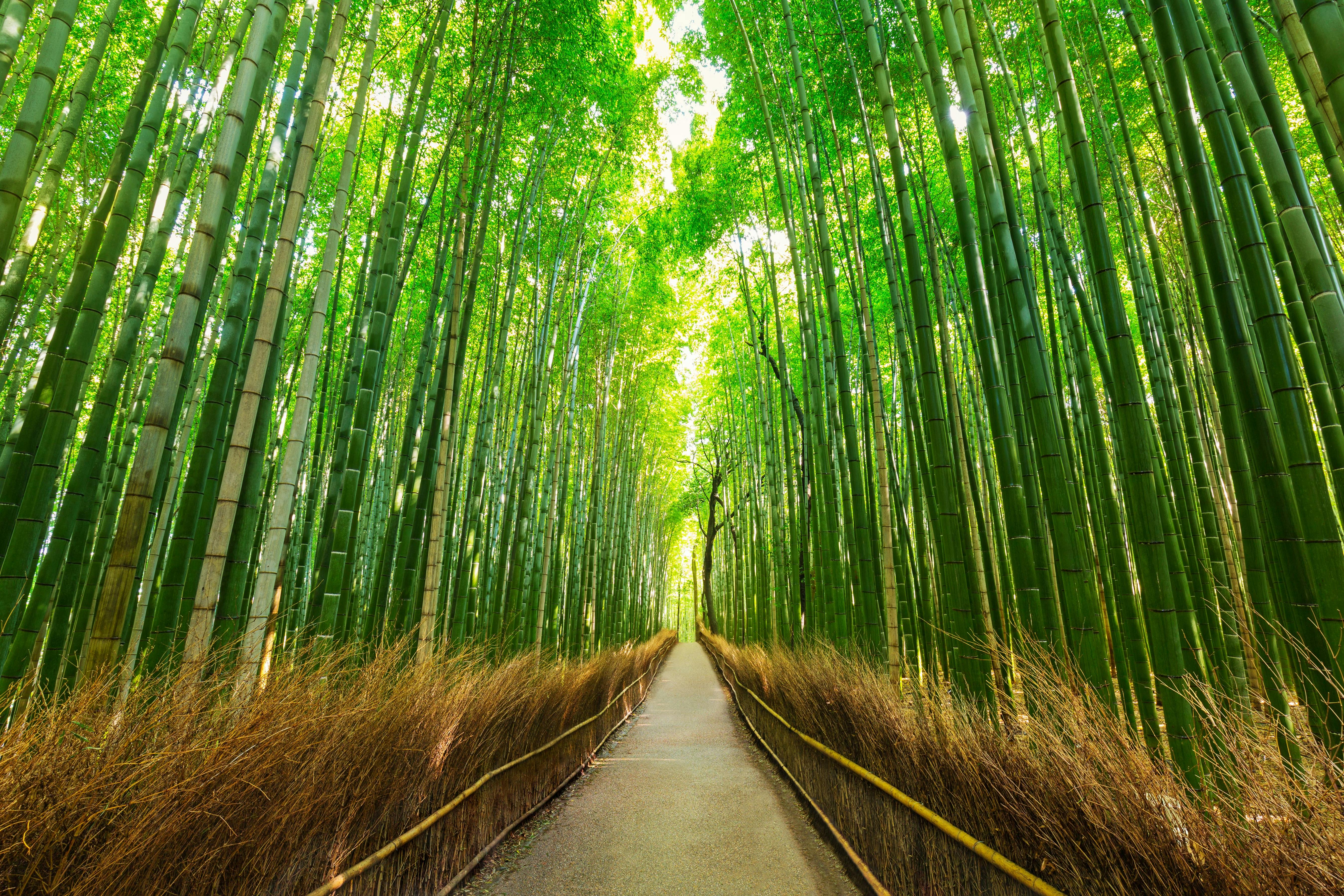 Arashiyama Bamboo Grove