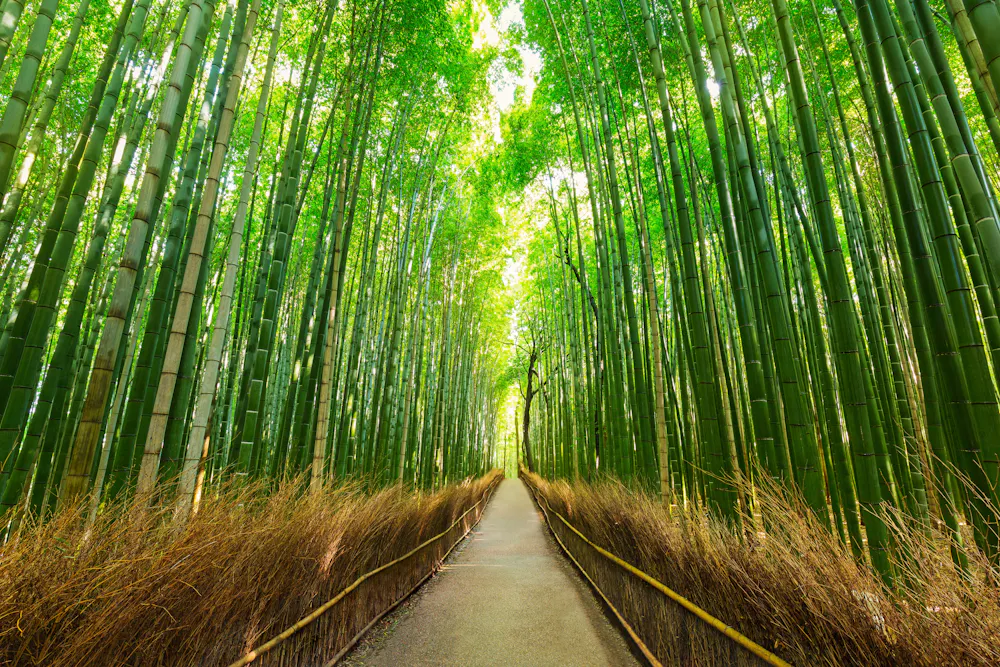 Arashiyama Bamboo Grove