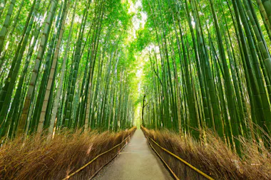 A narrow pathway runs through a dense bamboo forest, with tall green bamboo stalks arching overhead and sunlight filtering through the leaves, creating a bright, serene atmosphere.