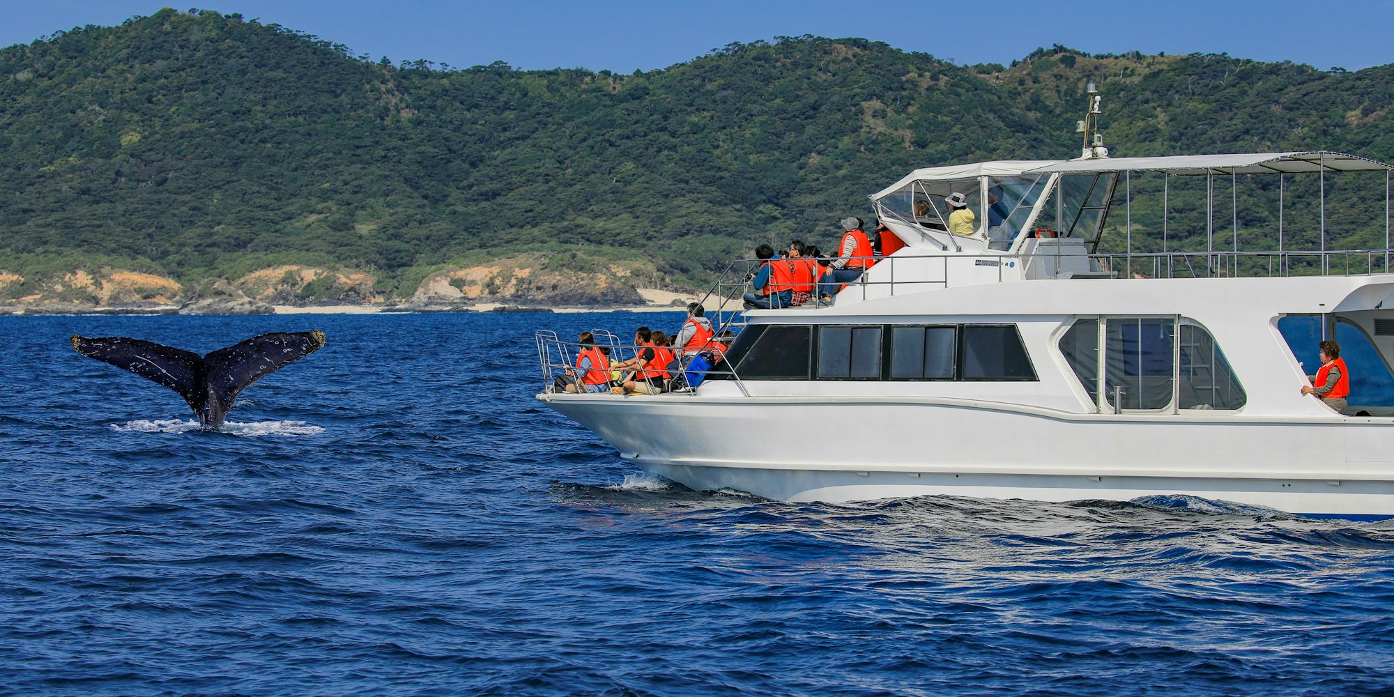 Whale Watching in Okinawa Whale Watching in Okinawa