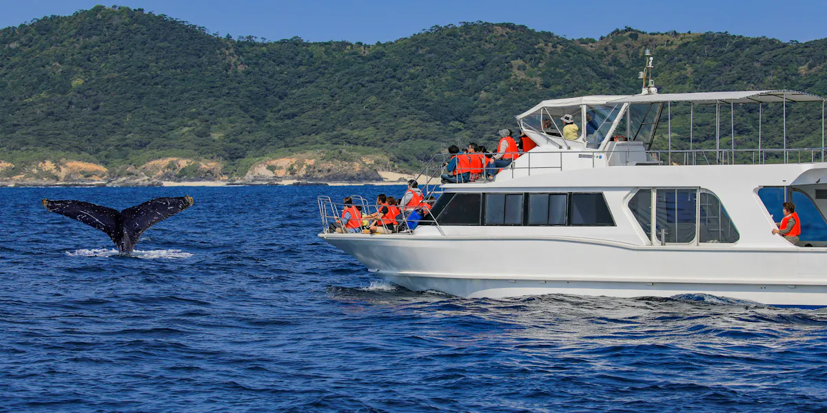 Whale Watching in Okinawa Whale Watching in Okinawa