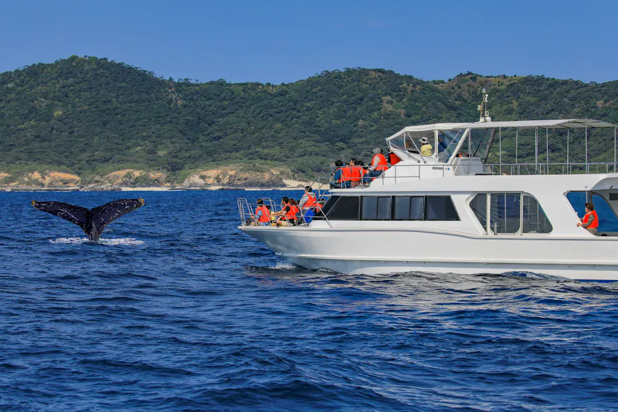 Whale Watching in Okinawa