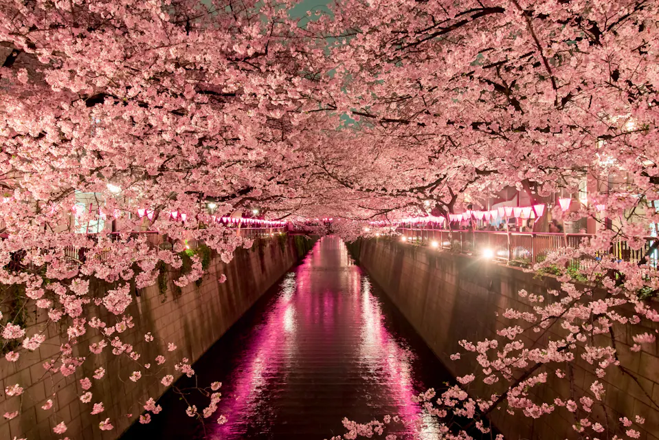 Cherry Blossoms at night in Tokyo
