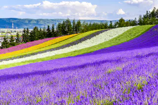 A hillside covered in colorful rows of blooming flowers—purple, white, yellow, and orange—set against green trees and distant mountains under a partly cloudy blue sky.