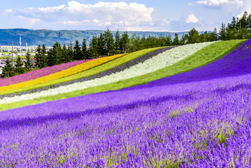 A hillside covered in colorful rows of blooming flowers—purple, white, yellow, and orange—set against green trees and distant mountains under a partly cloudy blue sky.