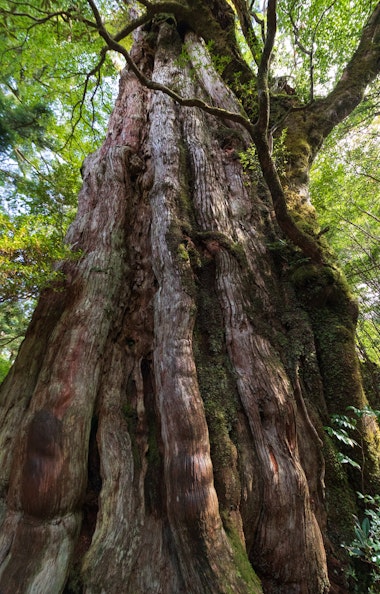 Yakusugi Tree Yakusugi Tree