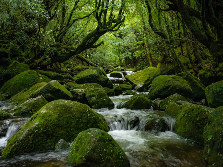 屋久島の魅惑的な森を巡る屋久杉ランドウォーキングツアーに参加しよう
