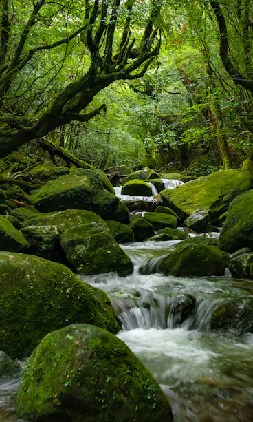 Shiratani-Unsuikyo Shiratani-Unsuikyo