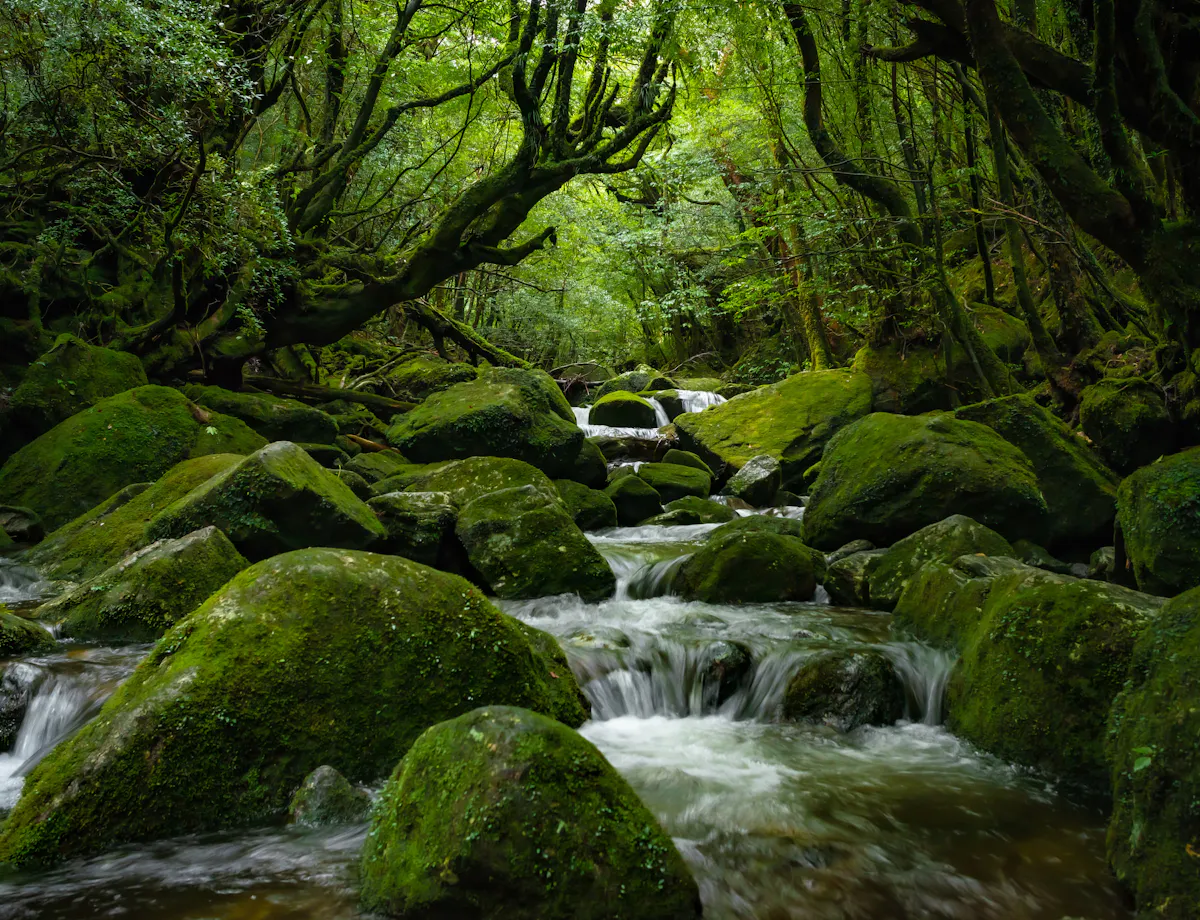 Shiratani-Unsuikyo Shiratani-Unsuikyo