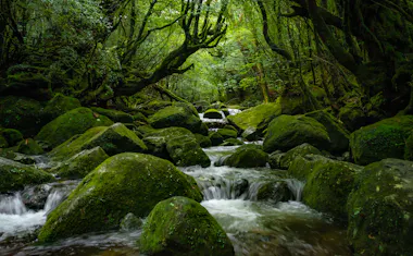 Shiratani-Unsuikyo