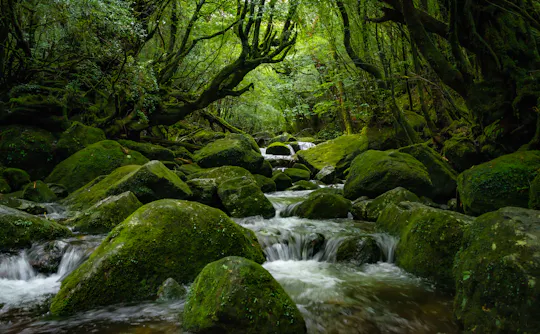 Shiratani-Unsuikyo