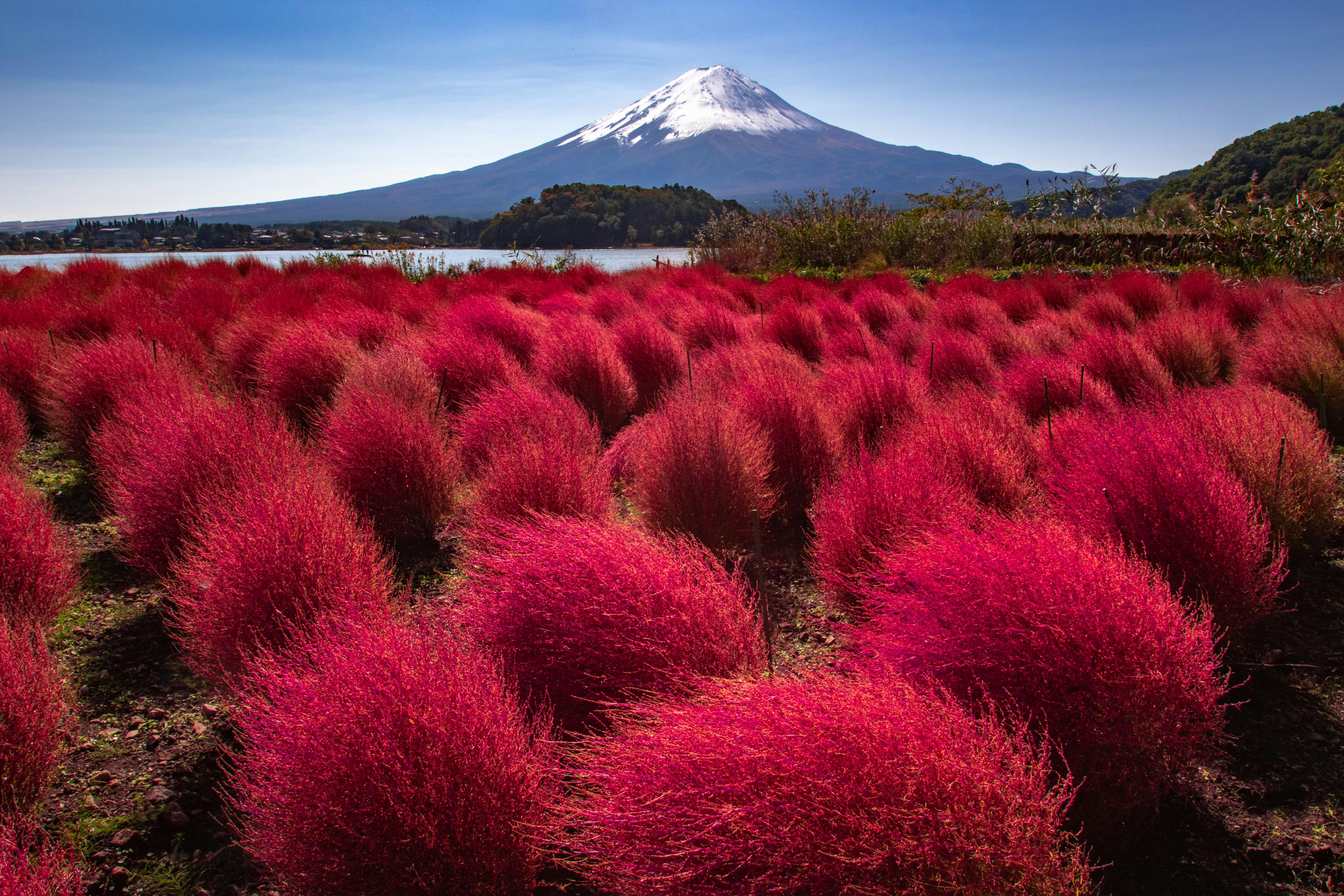 Bright red Kochia bushes fill the foreground, with a snow-capped Mount Fuji rising in the background under a clear blue sky, creating a striking landscape scene in Japan.