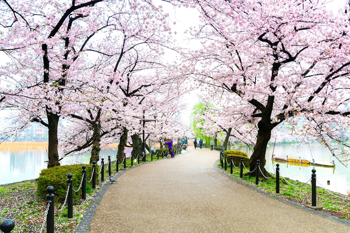 Ueno Park: Top Reasons to Visit - Trip To Japan - Trip To Japan