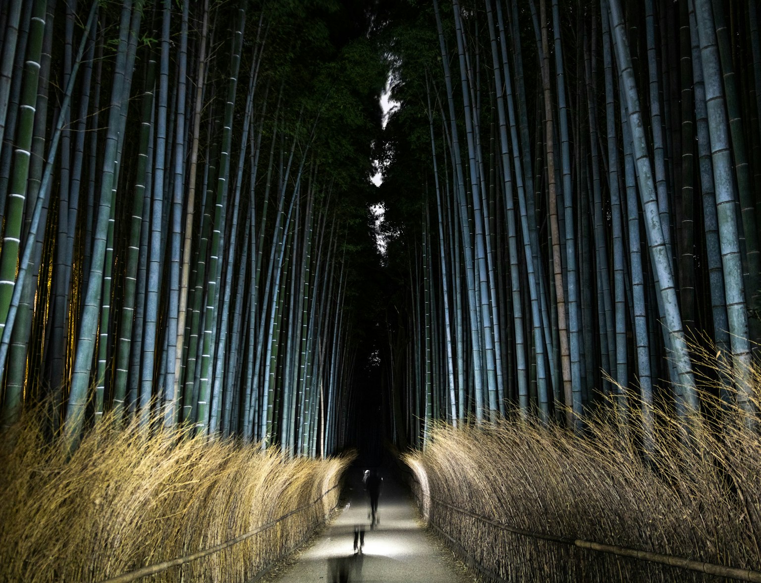 Arashiyama Bamboo Forest at Night Arashiyama Bamboo Forest at Night