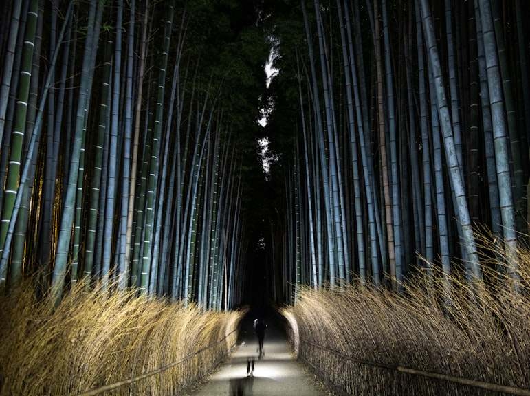 아라시야마의 달빛 대나무 투어: 신비로운 밤 숲 탐험