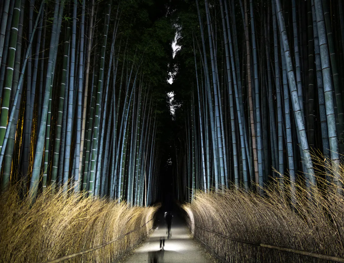Arashiyama Bamboo Forest at Night A person walks along a path through a dense bamboo forest at night, illuminated by lights that create dramatic shadows among the tall bamboo stalks and dry grass lining the walkway.