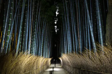 A person walks along a path through a dense bamboo forest at night, illuminated by lights that create dramatic shadows among the tall bamboo stalks and dry grass lining the walkway.