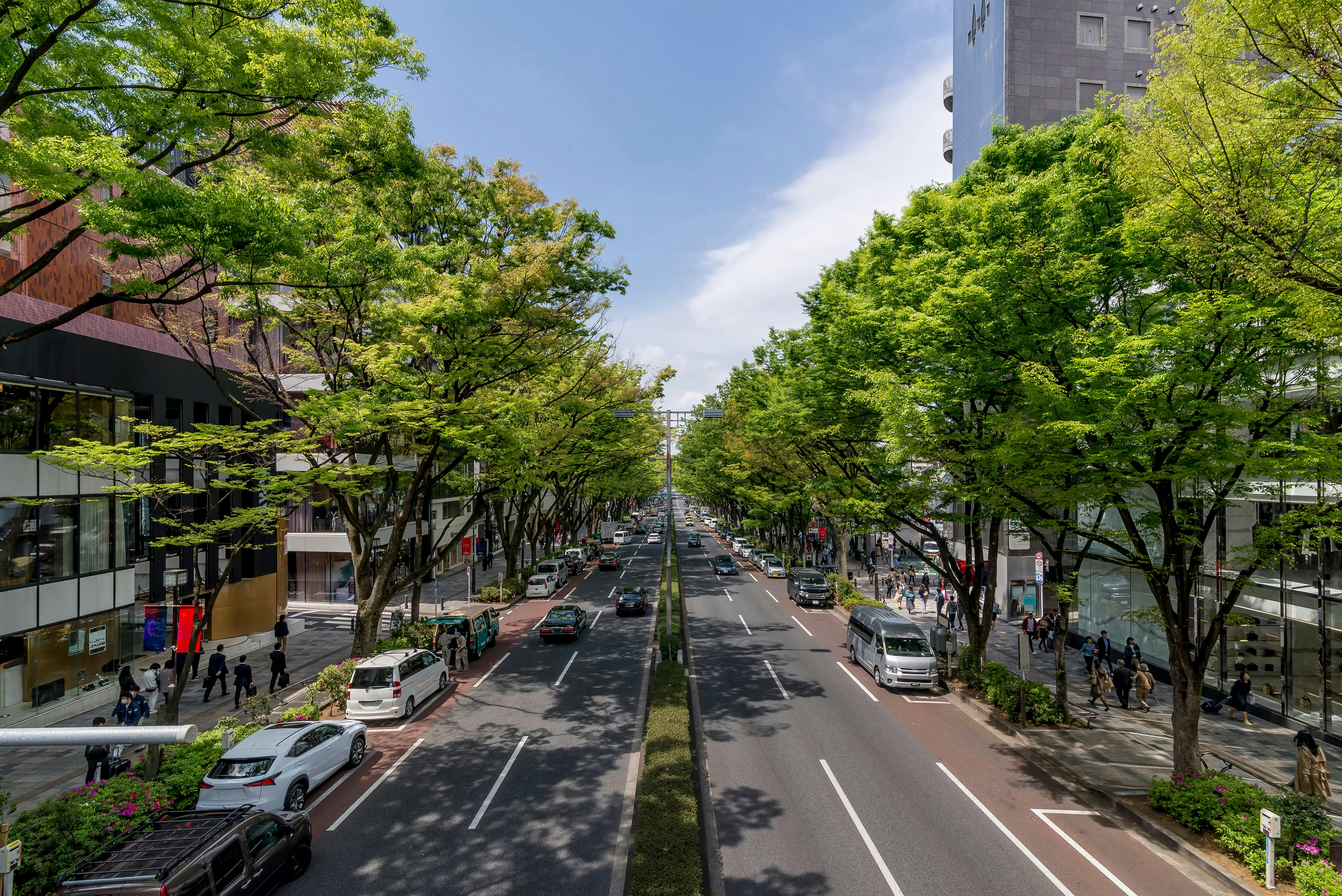 A wide city street lined with tall green trees, busy with cars and pedestrians on both sides, under a clear blue sky. Buildings and shops are visible along the sidewalks.
