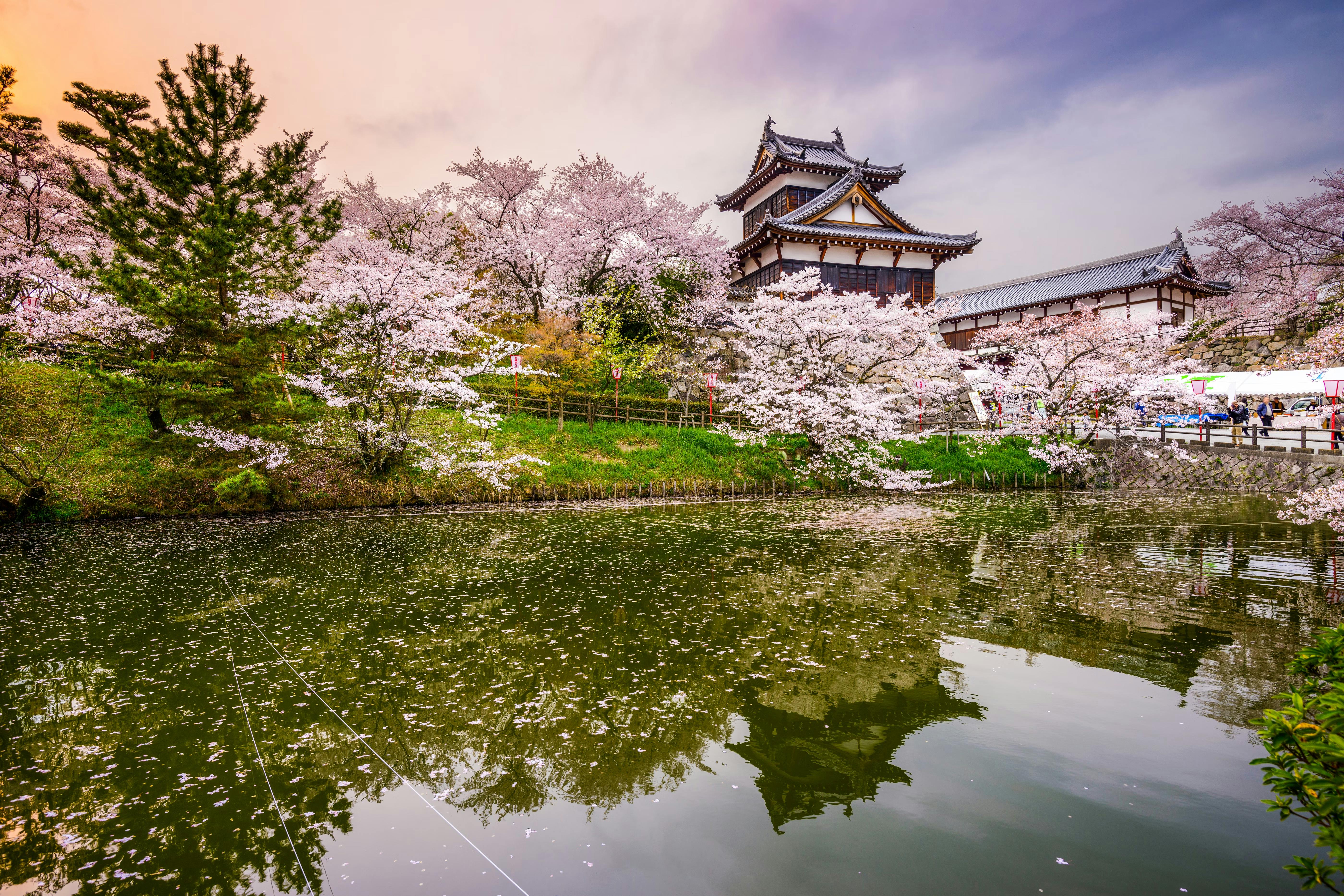 A traditional Japanese castle surrounded by cherry blossom trees in full bloom, with petals reflecting on a calm pond under a colorful sky.