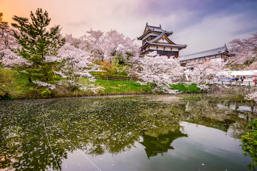 A traditional Japanese castle surrounded by cherry blossom trees in full bloom, with petals reflecting on a calm pond under a colorful sky.