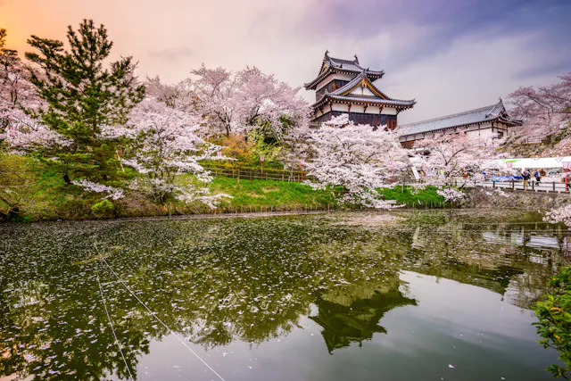 A traditional Japanese castle surrounded by cherry blossom trees in full bloom, with petals reflecting on a calm pond under a colorful sky.