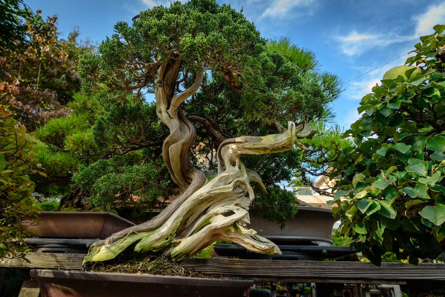 Omiya Bonsai Museum