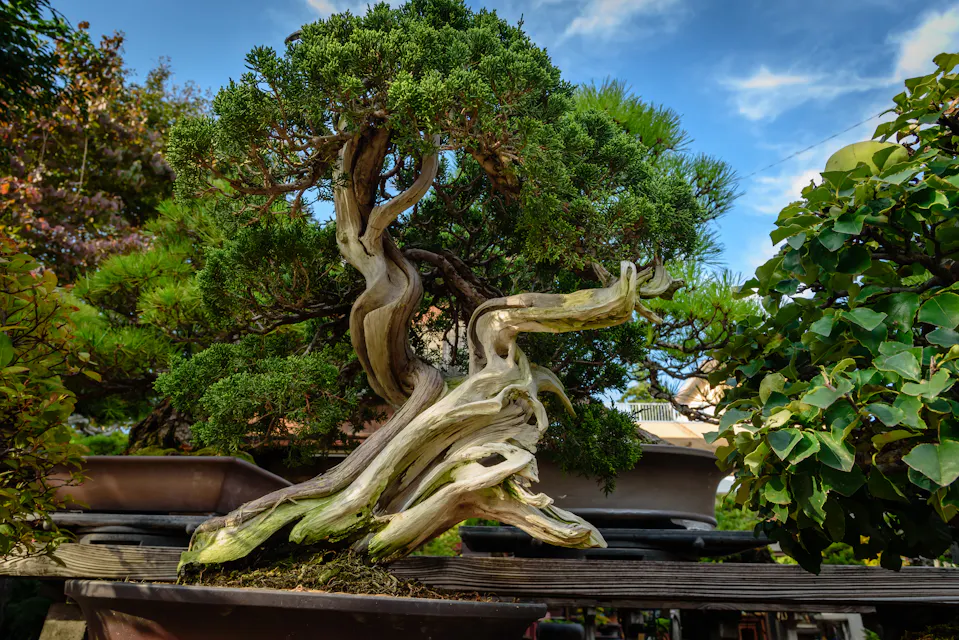 Omiya Bonsai Museum