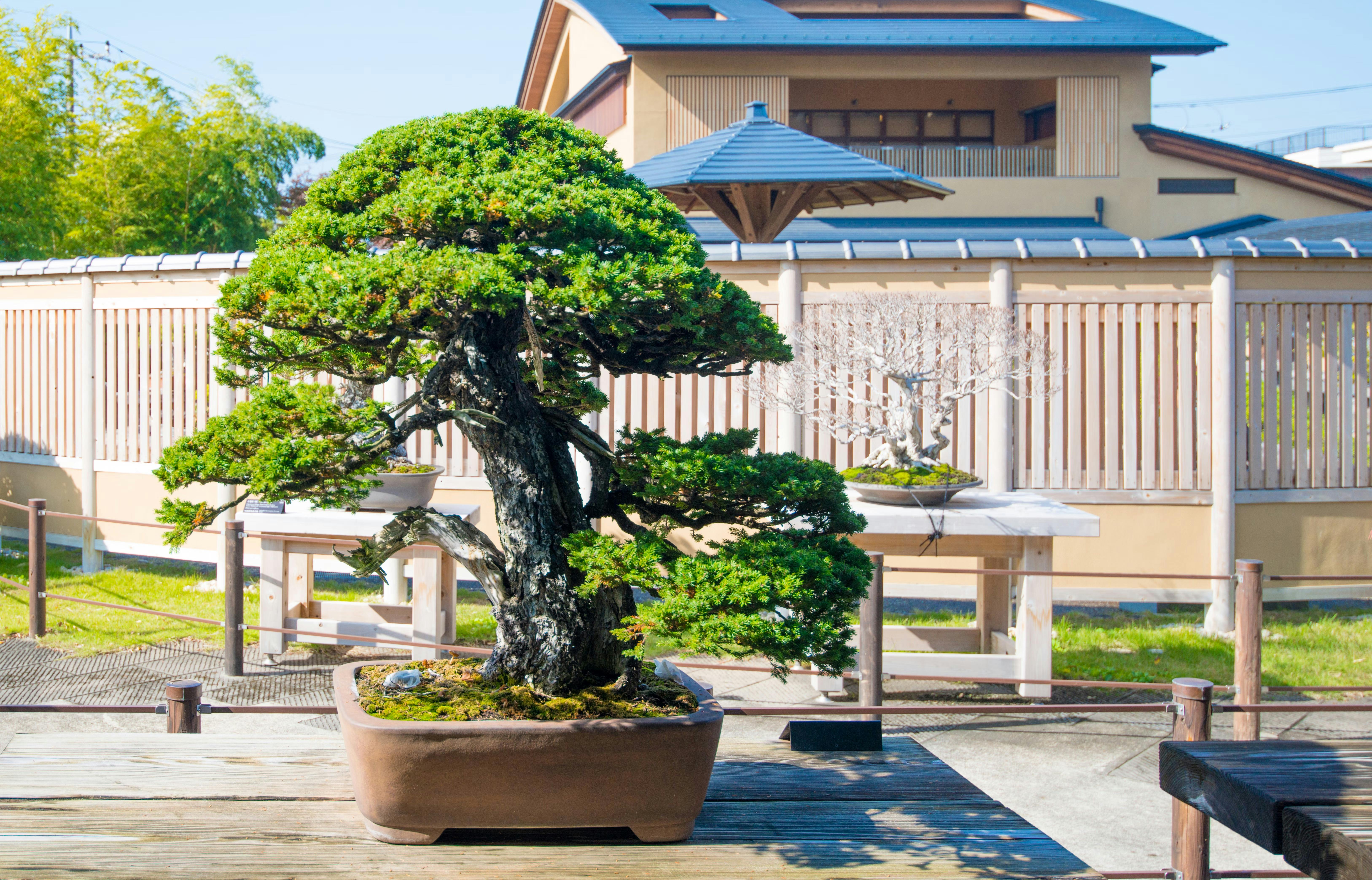 Omiya Bonsai Village