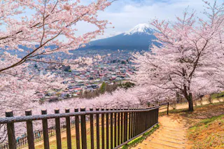 A scenic view of cherry blossom trees in full bloom, overlooking a town with Mount Fuji in the background on a clear day. A wooden fence lines a winding path through the cherry blossoms.