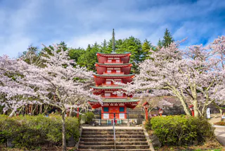 A red five-story pagoda stands among blooming cherry blossom trees, with stone steps leading up to it and lush greenery surrounding the scene under a blue sky.