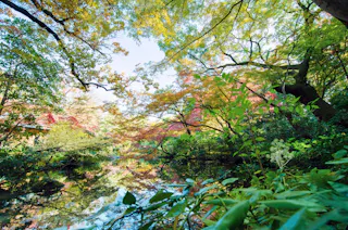 A lush, vibrant garden with trees in shades of green, yellow, and red, their leaves reflected in a calm pond below. Sunlight filters through the foliage, creating a peaceful, natural scene.