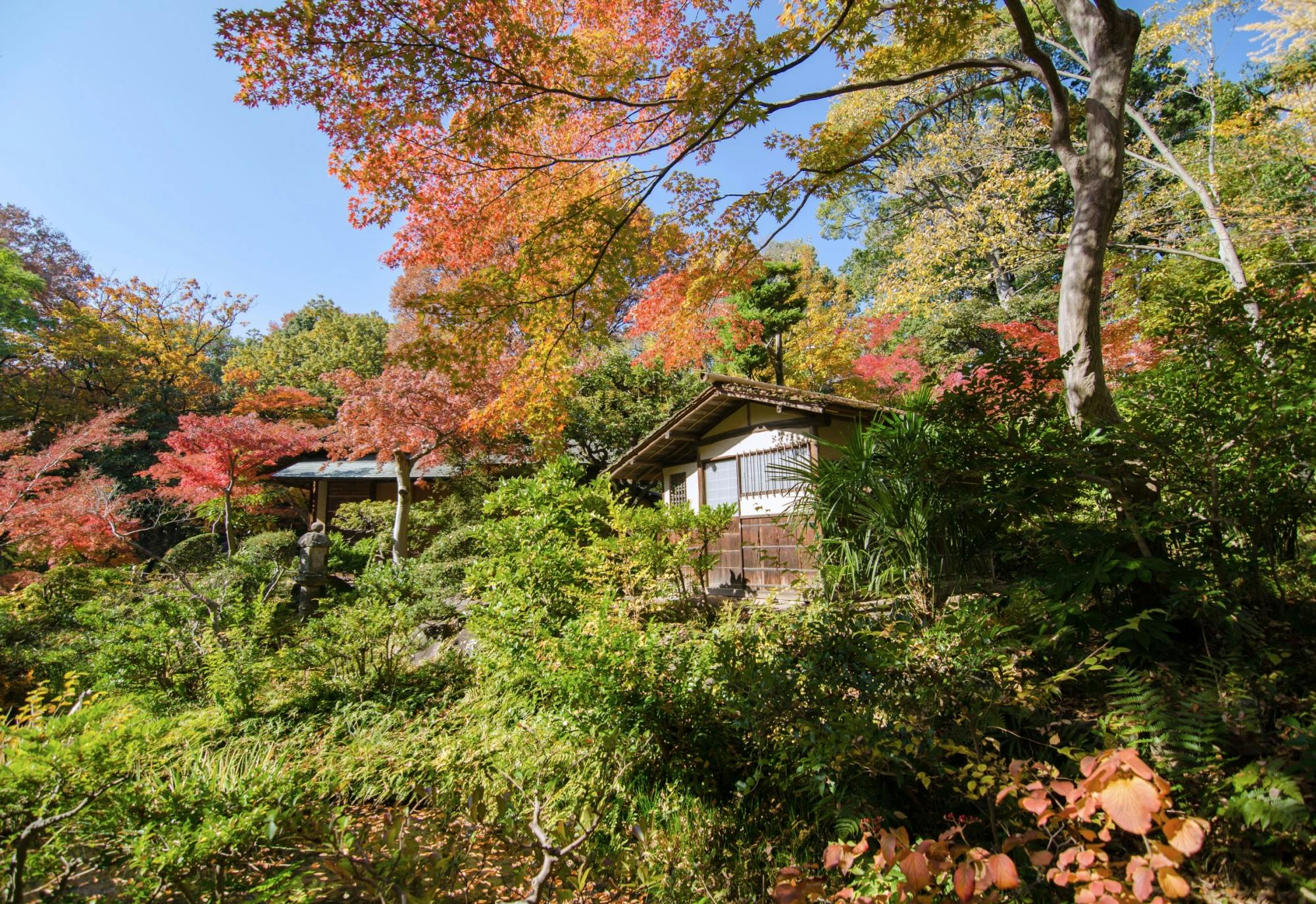 A traditional Japanese tea house surrounded by lush greenery and vibrant autumn foliage in a peaceful garden under a clear blue sky.