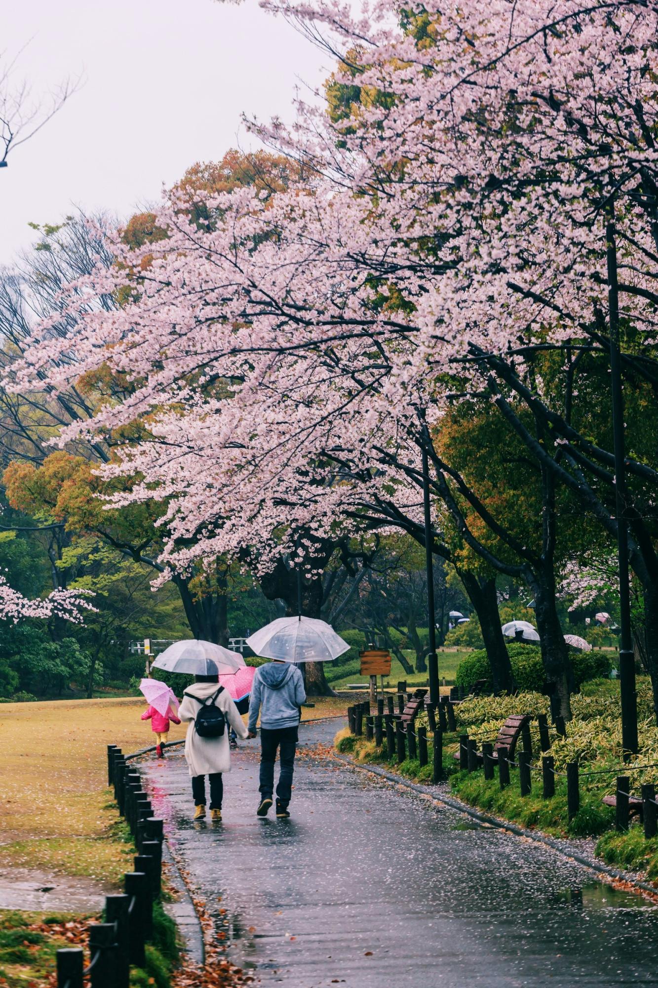 Two people walk on a rainy path under blooming cherry blossom trees, each holding an umbrella. The ground is wet, and the trees and grass are lush and green, creating a peaceful spring scene.
